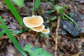 ​A small family of mushrooms growing on the forest floor among fallen leaves and branches, creating a picturesque autumn landscape. 