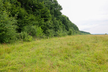 Obraz premium An open field with tall grass bordering a dense green forest, creating a picturesque landscape filled with tranquility and freshness.