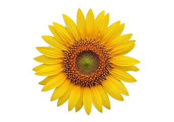 Fototapeta premium Radiant sunflower bloom showcasing bright yellow petals on clear backdrop