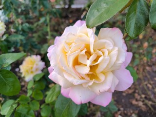 pink and white rose