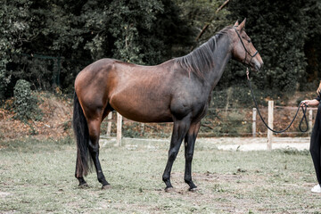 brown quarter horse pretty animal equine