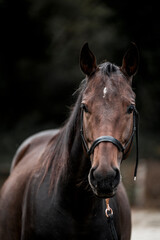 Fototapeta premium brown quarter horse pretty animal equine