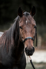 Fototapeta premium brown quarter horse pretty animal equine