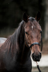 Obraz premium brown quarter horse pretty animal equine