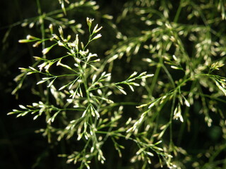 kwiaty traw I © Marcin