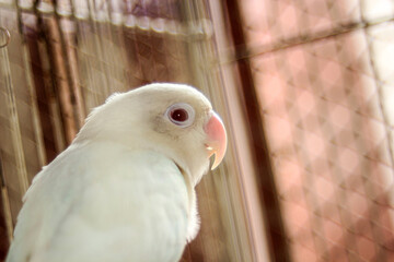This close-up image captures the profile of a white parrot, possibly a parakeet or lovebird,...
