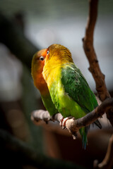 Parrot 