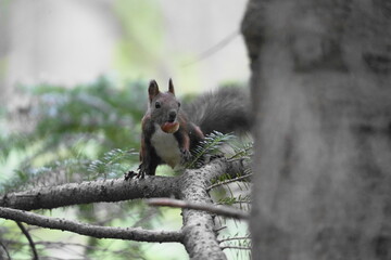 木の上で栗を食べるエゾリス