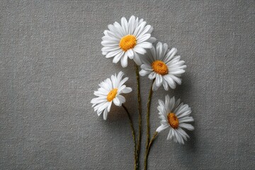 Obraz premium Elegant Daisies on Gray - A Minimalist Floral Still Life.