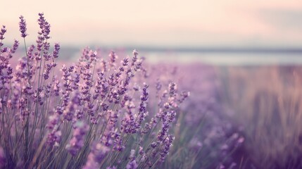 Fototapeta premium lavender field at sunset