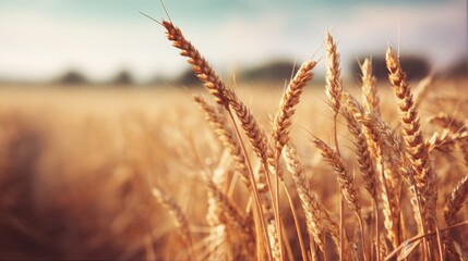 Fototapeta premium golden wheat field