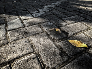 Lonely leaf rests on silent stone path