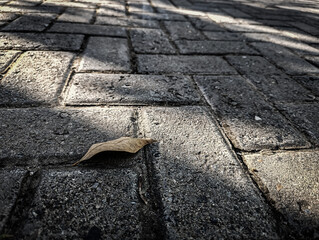 Lonely leaf rests on silent stone path