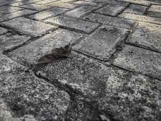 Lonely leaf rests on silent stone path