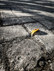 Lonely leaf rests on silent stone path