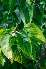 Ladybird on Tree Leaves with Yellow Spots and Damage