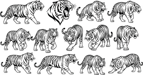 Black and white tiger illustration, dynamic poses and roaring head, wildlife anatomy study, majestic animal concept, cad drawing flat vector illustration © Nupoor's World