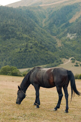 Obraz premium A solitary horse grazes in a grassy meadow with rolling hills and forested slopes in the distance, capturing a peaceful rural scene and natural calm.