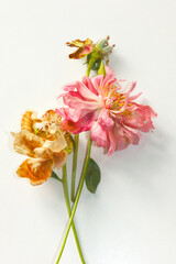 A close-up of a faded bouquet of peonies in different shades, the natural beauty of a still-life composition.