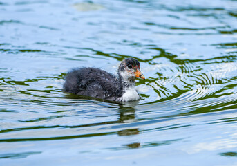A coot chick swimming in the water. Bird in nature.
