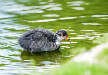 A coot chick swimming in the water. Bird in nature.
