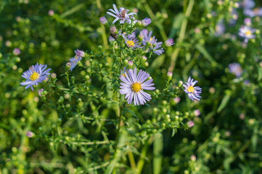 Aster laevis Calliope mildew free