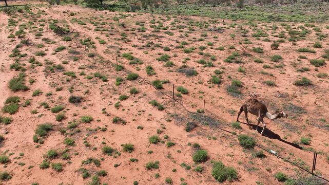 deer in the field