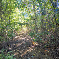 A narrow dirt path winds through a sunlit forest with tall trees and fallen leaves. Dappled light and shadows create a tranquil, immersive woodland scene, perfect for nature and seasonal themes.
