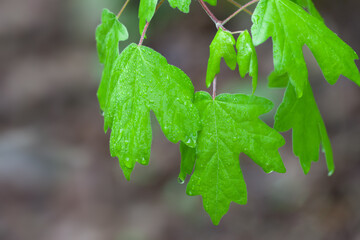 Spring leaves with water drops