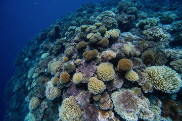 Naklejka premium Underwater photo of a coral reef with various round, spiky corals in shades of beige, brown, and green, set against a dark blue ocean background.