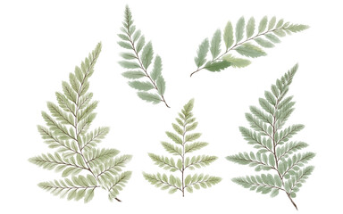 5 Hand Drawn Fern Leaf Illustrations Elegant Botanical Collection