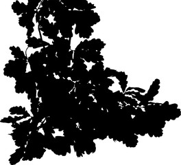 Fototapeta premium Vector illustration of oak branch on white background