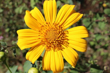 yellow flower in the morning