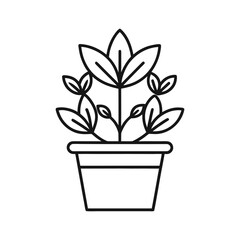 plant in a pot