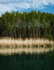 Obraz premium Tranquil forest reflecting on water