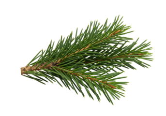 Isolated branch of spruce. Aromatic fresh coniferous plant with short green needles