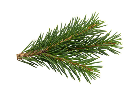Isolated branch of spruce. Aromatic fresh coniferous plant with short green needles