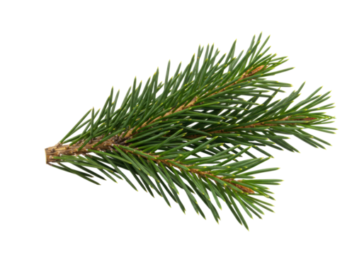 Isolated branch of spruce. Aromatic fresh coniferous plant with short green needles