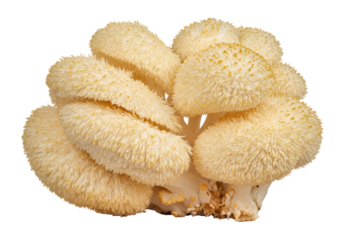 Isolated Lion's Mane mushroom clump, prized edible fungus with unique, shaggy appearance