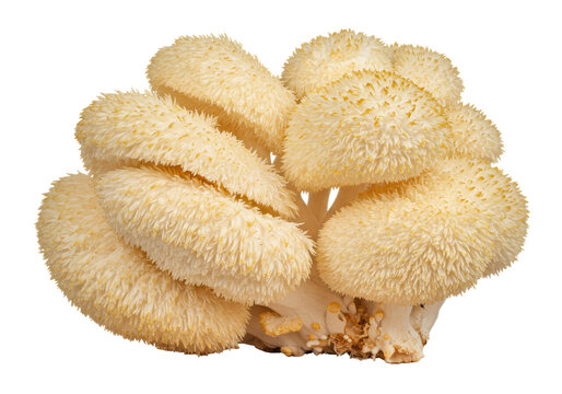 Isolated Lion's Mane mushroom clump, prized edible fungus with unique, shaggy appearance