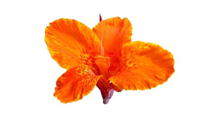 Vibrant Orange Canna Lily Blossom Close Up