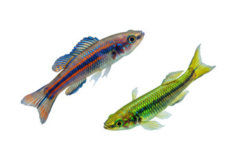 Isolated beautiful dwarf fish pair, colorful fins, eyes, scaled skin patterns, freshwater pets