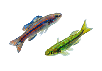 Isolated beautiful dwarf fish pair, colorful fins, eyes, scaled skin patterns, freshwater pets