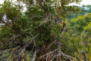 old tree in the forest