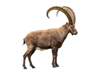 Isolated Alpine ibex buck animal with long horns, wild goat, strong and powerful mammal