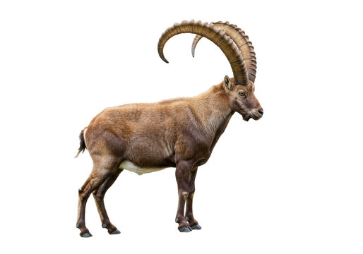 Isolated Alpine ibex buck animal with long horns, wild goat, strong and powerful mammal