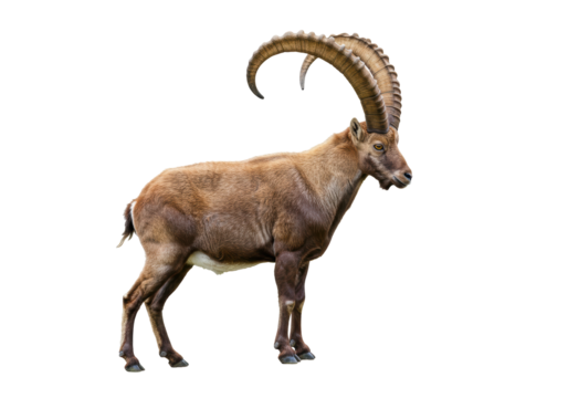 Isolated Alpine ibex buck animal with long horns, wild goat, strong and powerful mammal