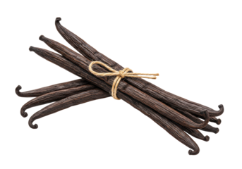 Isolated aromatic bunch of vanilla beans tied with twine, culinary cooking ingredient, closeup