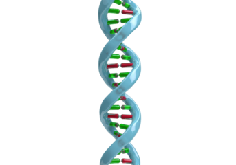 Isolated DNA double helix with green and red nucleotides on neutral backdrop, genes