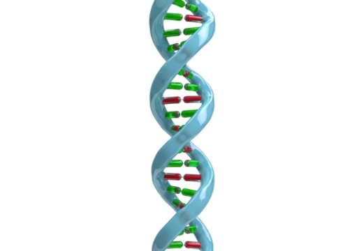 Isolated DNA double helix with green and red nucleotides on neutral backdrop, genes